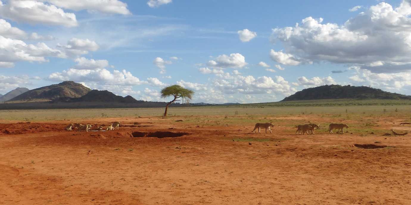 From Serbia to safari